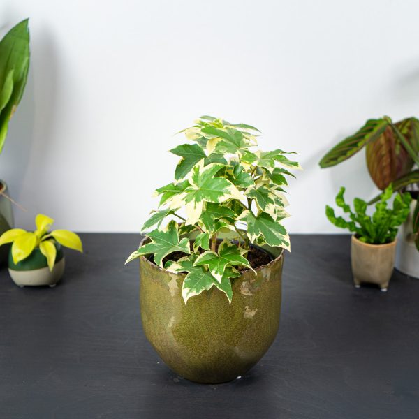 fatsjobluszcz-lizjanski-variegata-fatshedera fatsjobluszcz-lizjanski-variegata-fatshedera