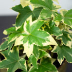 fatsjobluszcz-lizjanski-variegata-fatshedera