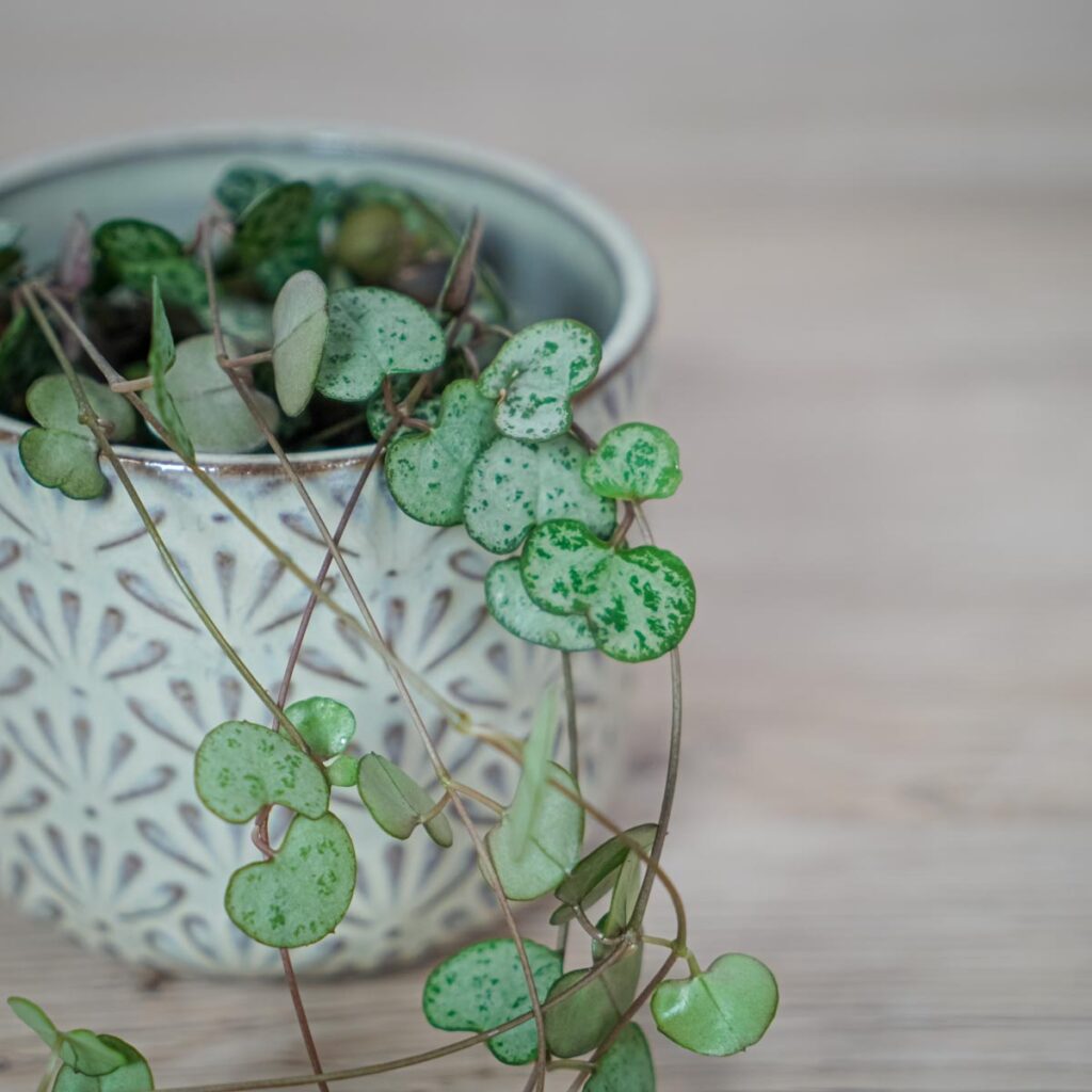 ceropegia-woodii