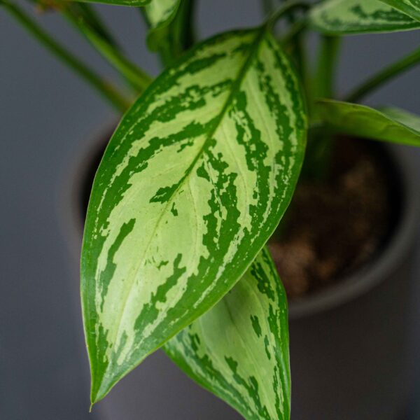 aglaonema-maria-christina aglaonema-maria-christina