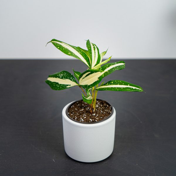 dracena-milky-way dracena-milky-way