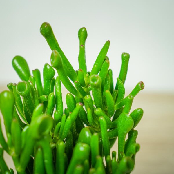 crassula-ovata-gollum-grubosz crassula-ovata-gollum-grubosz