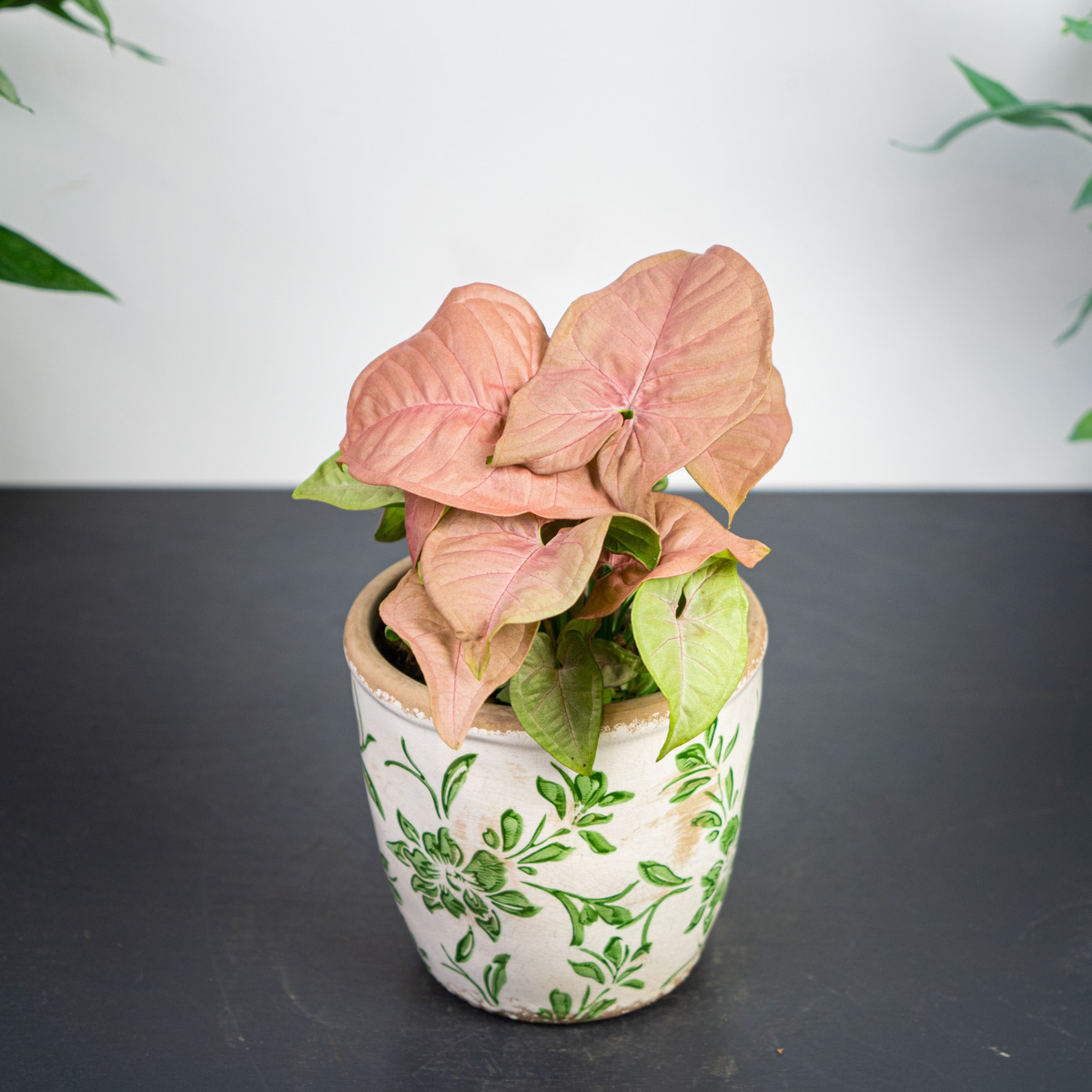 Syngonium (Zroślicha)