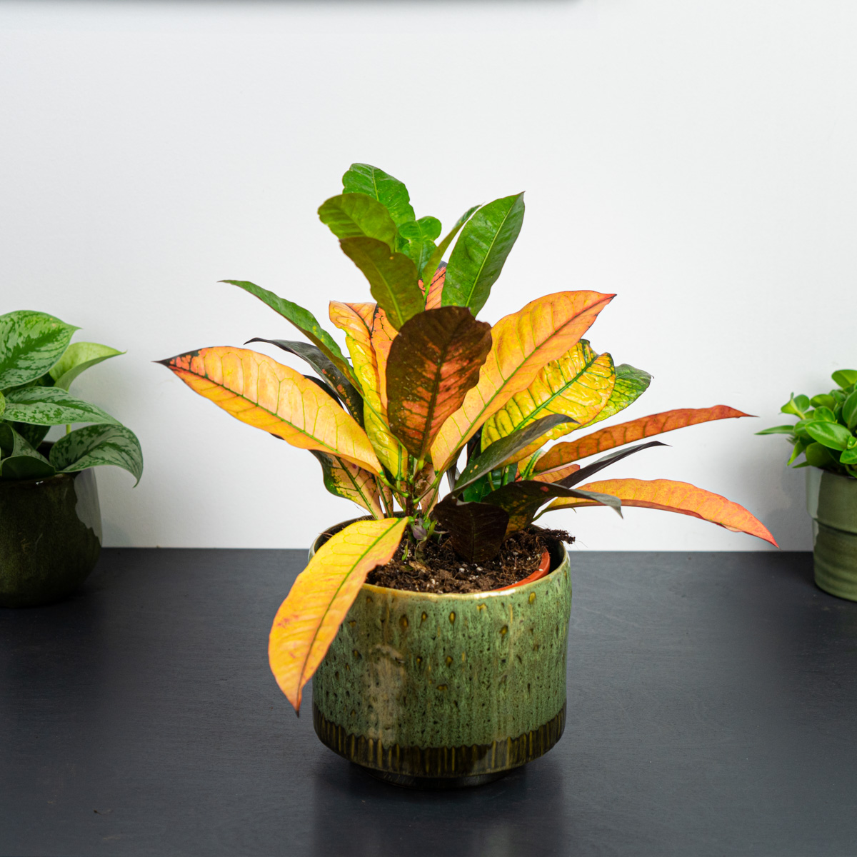 Codiaeum (kroton)