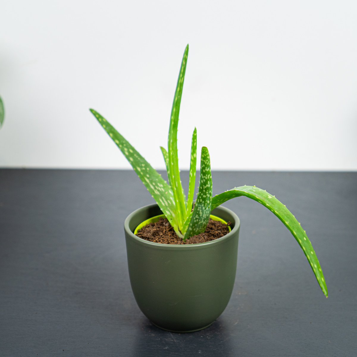 Aloes