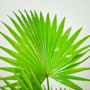 liwistona-okraglolistna-livistona-rotundifolia