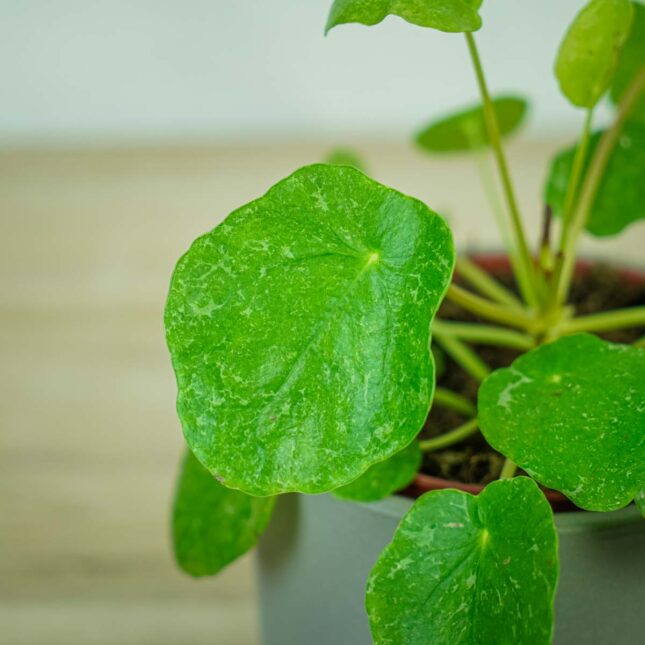pilea-peperomioides-variegata-pieniazek-white-sugar-splash2 pilea-peperomioides-variegata-pieniazek-white-sugar-splash