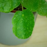 pilea-peperomioides-variegata-pieniazek-white-sugar-splash
