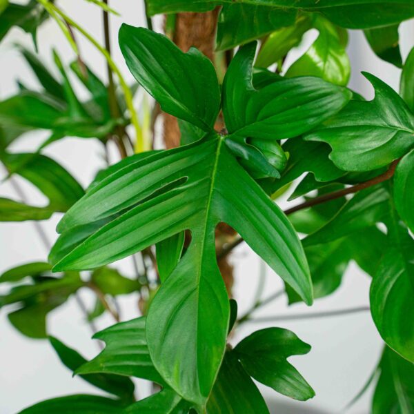 philodendron-pedatum philodendron-pedatum