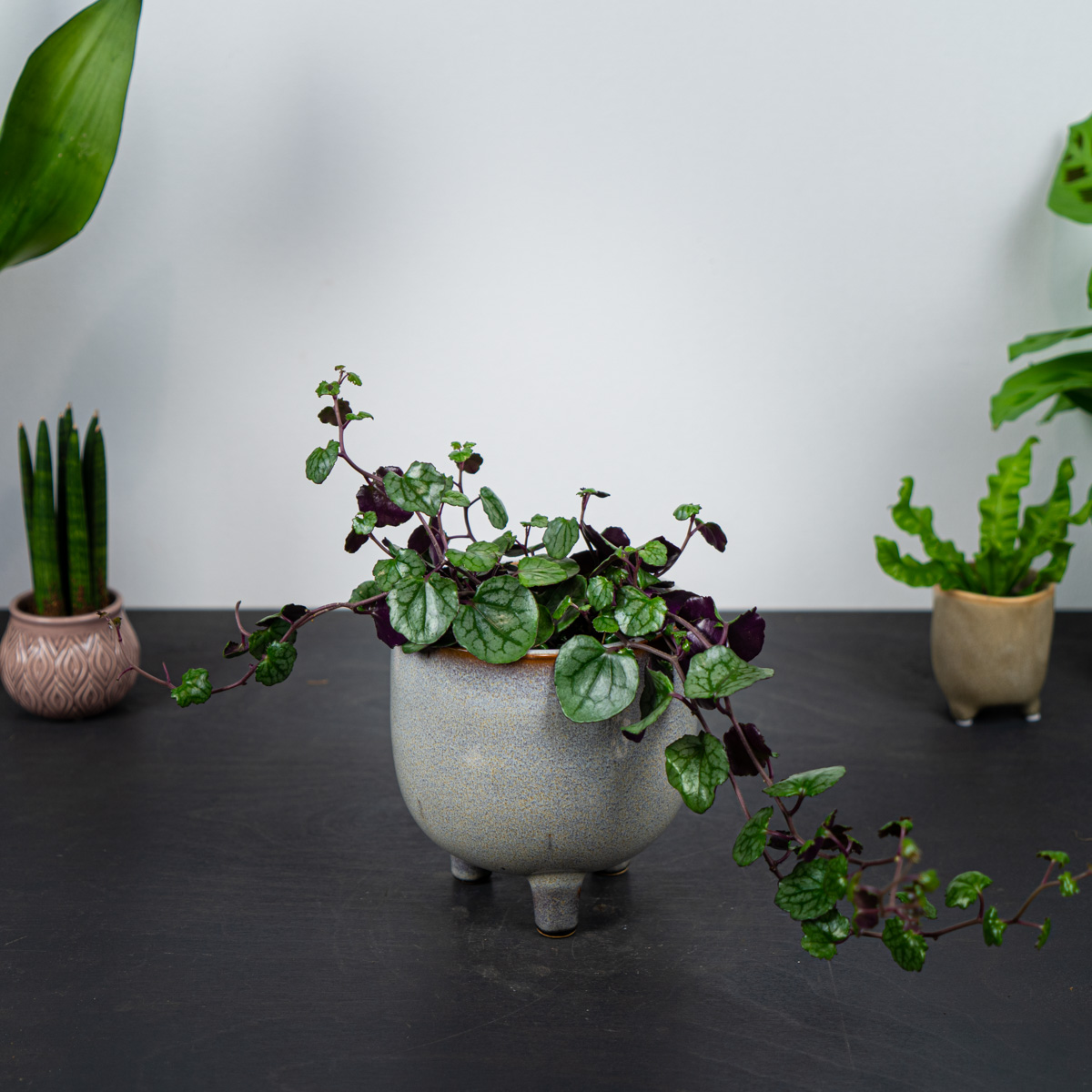 Senecio mikanioides (starzec)