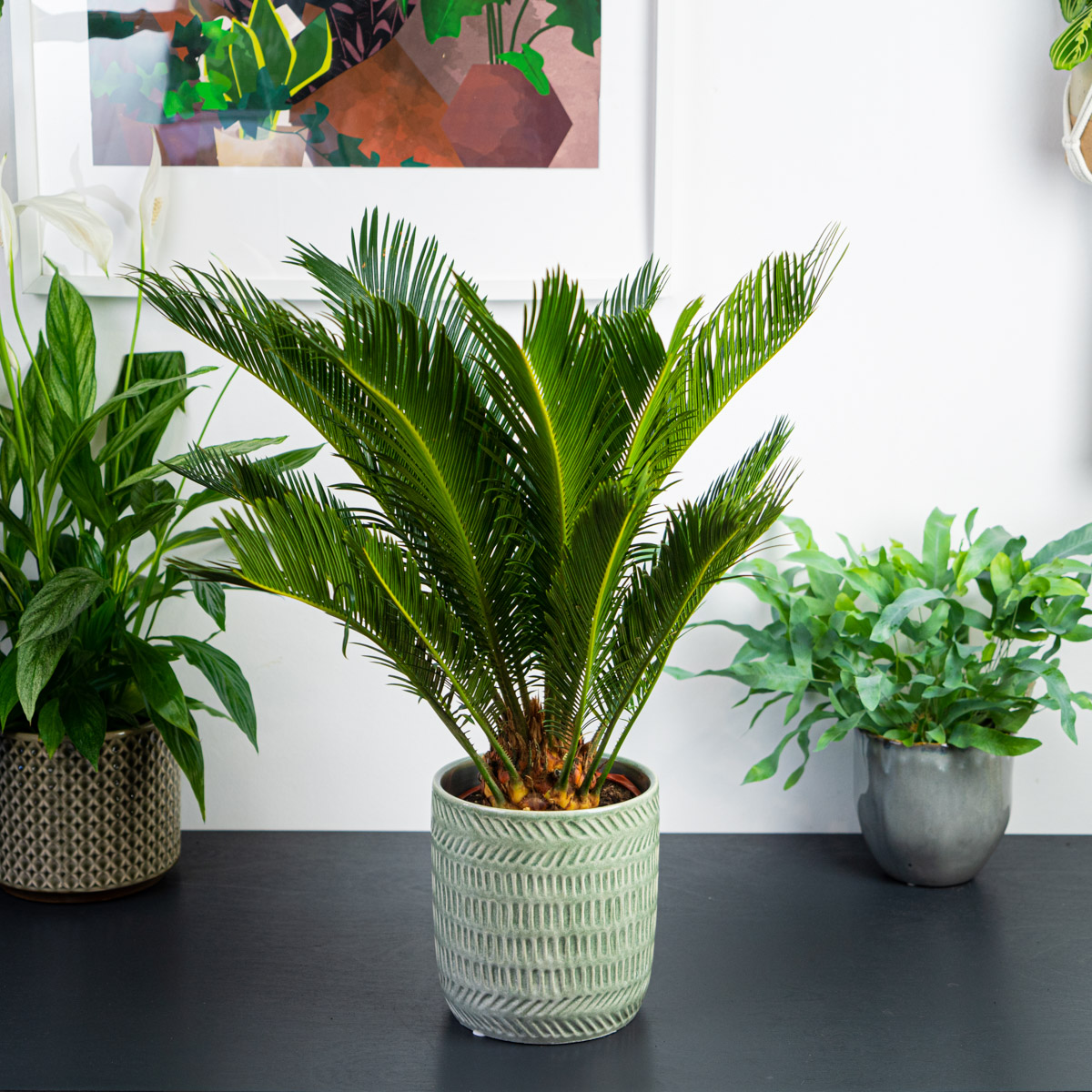 Cykas (cycas revoluta)