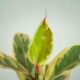fikus-elastica-tineke-ficus
