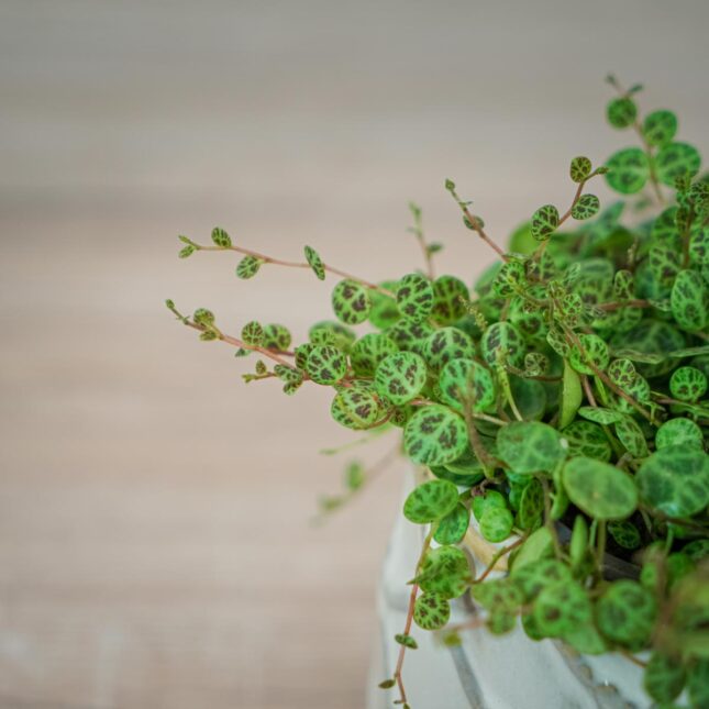 peperomia-prostrata (3) peperomia-prostrata