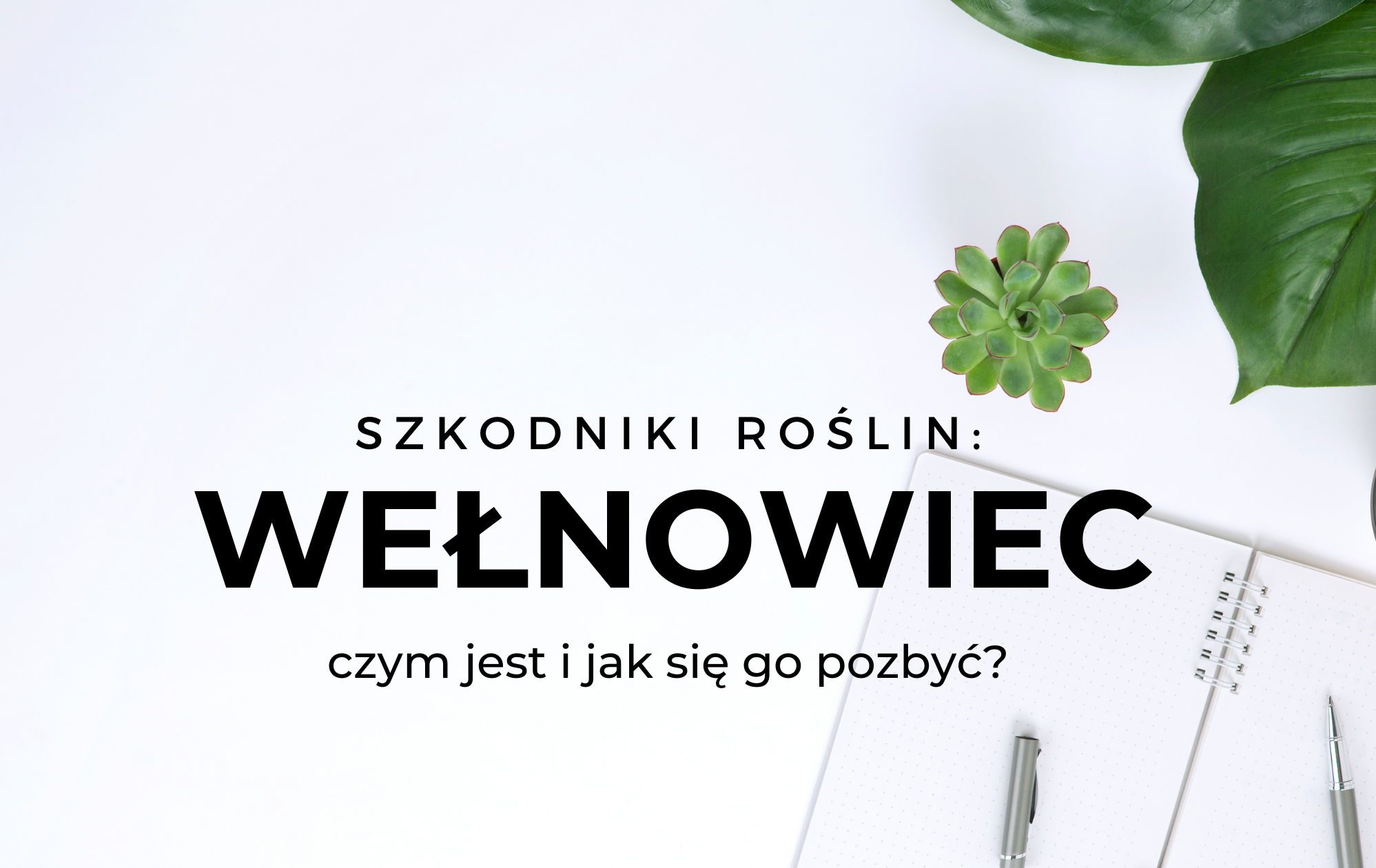 Wełnowiec