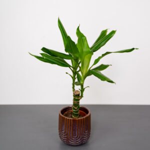 dracena-fragrans-steudneri-dracaena