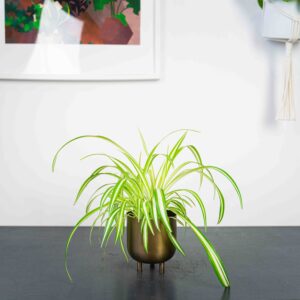 zielistka-chlorophytum-comosum-variegatum