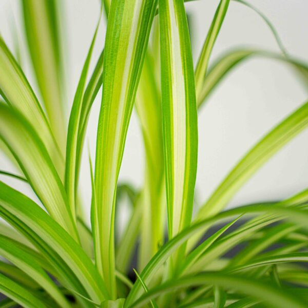 zielistka-chlorophytum-comosum-variegatum zielistka-chlorophytum-comosum-variegatum