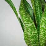 sansevieria-aubrytiana-dragon