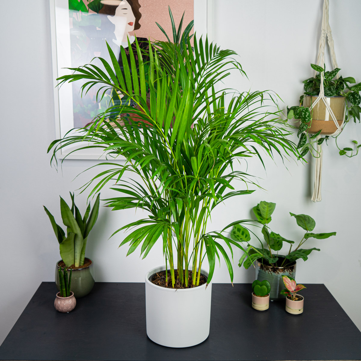 Areka palma (dypsis lutescens)