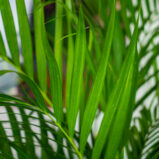 areka-palma-dypsis-lutescens-gigant
