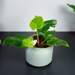 philodendron-white-princess