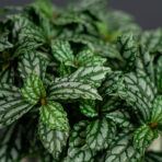 pilea-cadierei