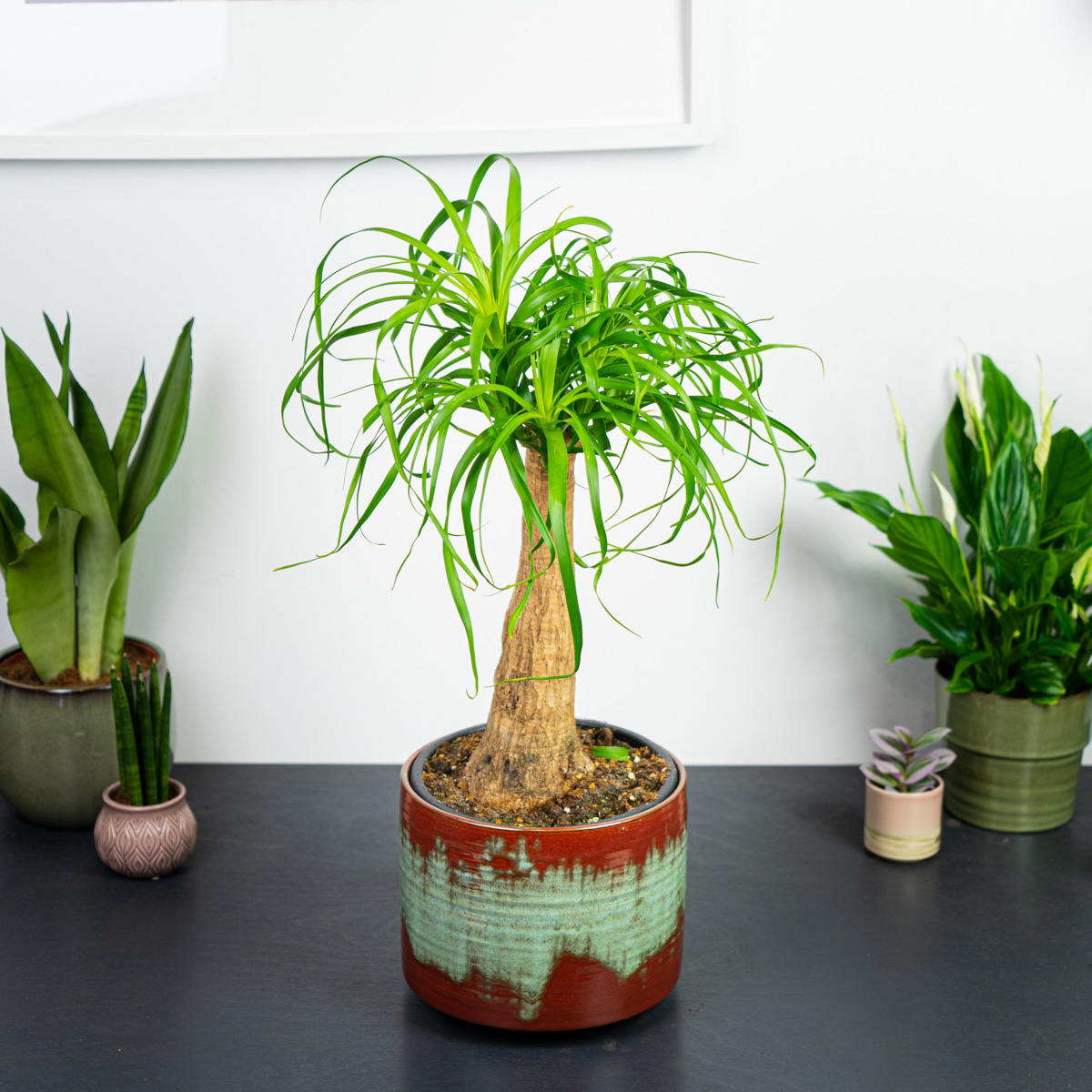 Nolina (beaucarnea recurvata)