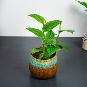 monstera friedrichsthalii