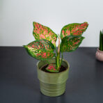 aglaonema-spotted-star