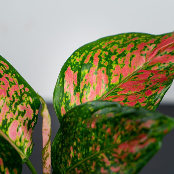 aglaonema-spotted-star aglaonema-spotted-star