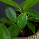 hoya-carnosa