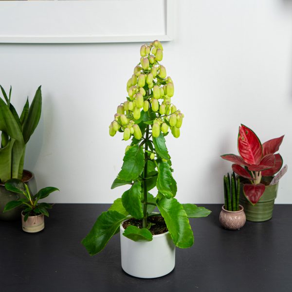 kalanchoe-magic-bells kalanchoe-magic-bells