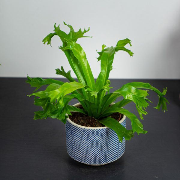 paproc-zanokcica-asplenium-crissie