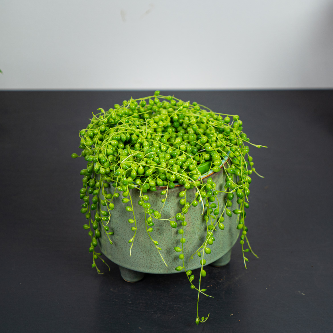 Senecio rowleyanus (starzec rowleya)