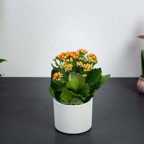 kalanchoe-blossfeldiana-orange