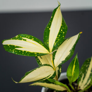 dracena-milky-way