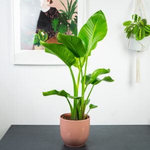 Rośliny do biura strelicja biala strelitzia nikolai