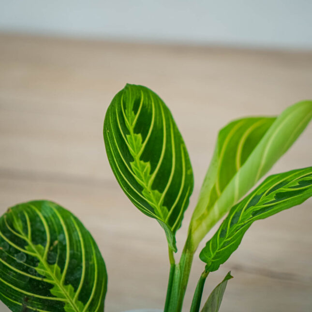 maranta-lemon-lime-baby (2) maranta-lemon-lime-baby