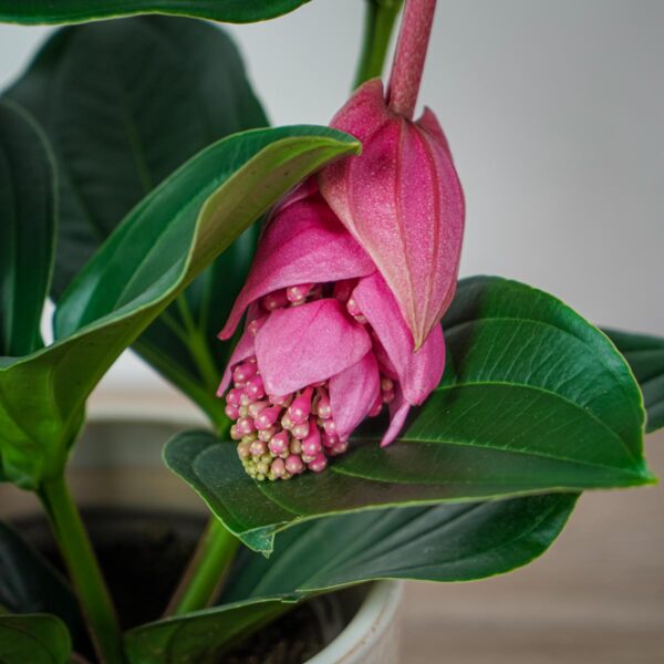 medinilla-wspaniala-magnifica (2) medinilla-wspaniala-magnifica
