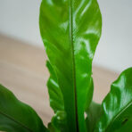 paproc-zanokcica-asplenium-nidus