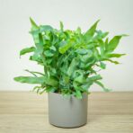 phlebodium-blue-star