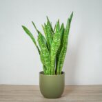 sansevieria-aubrytiana-dragon