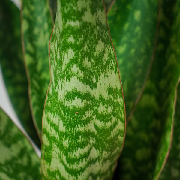 sansevieria-aubrytiana-dragon (2) sansevieria-aubrytiana-dragon