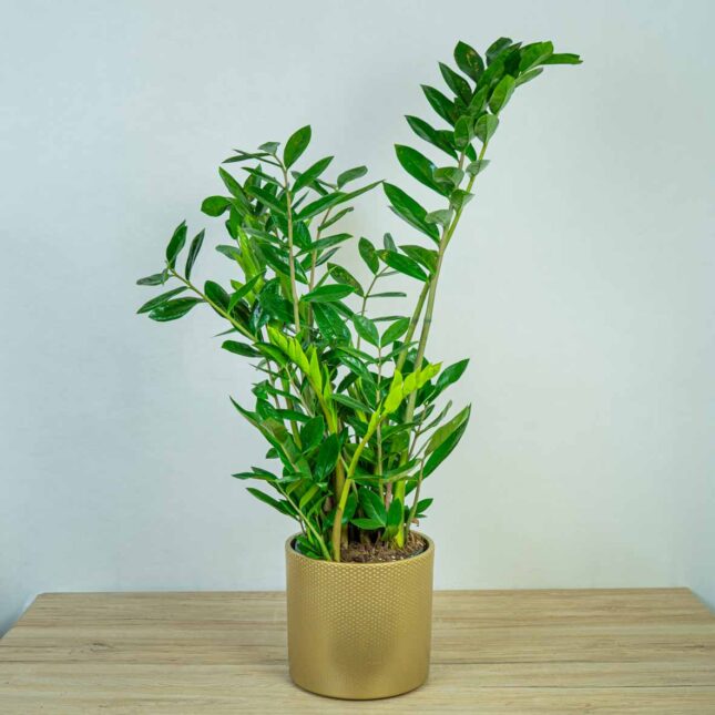 zamioculcas-zamiifolia-zamiokulkas (3) zamioculcas-zamiifolia-zamiokulkas