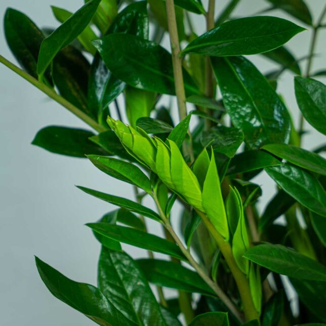 zamioculcas-zamiifolia-zamiokulkas (4) zamioculcas-zamiifolia-zamiokulkas