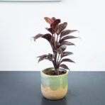 kordylina-fruticosa-mambo-cordyline