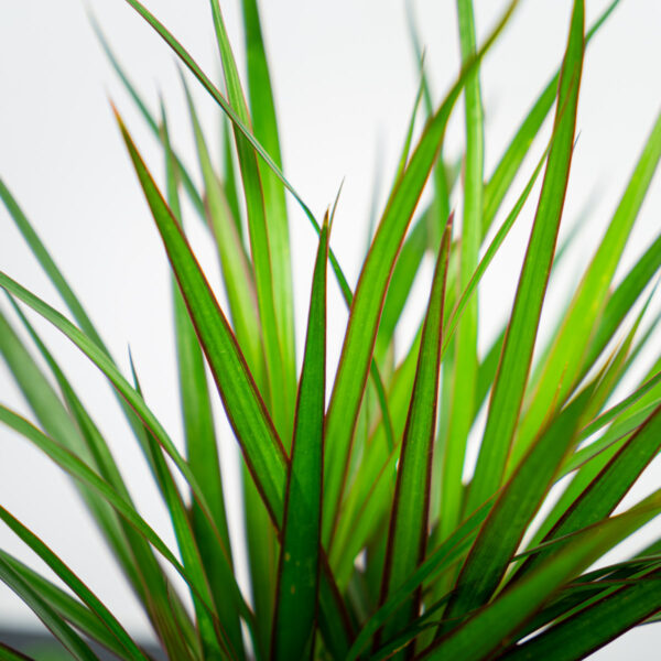 dracaena-marginata-dracena dracaena-marginata-dracena