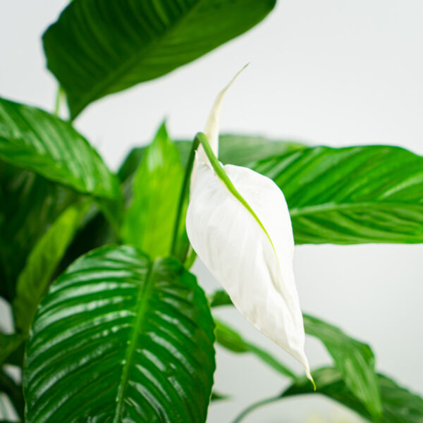 skrzydlokwiat-sweet-lauretta-spathiphyllum skrzydlokwiat-sweet-lauretta-spathiphyllum
