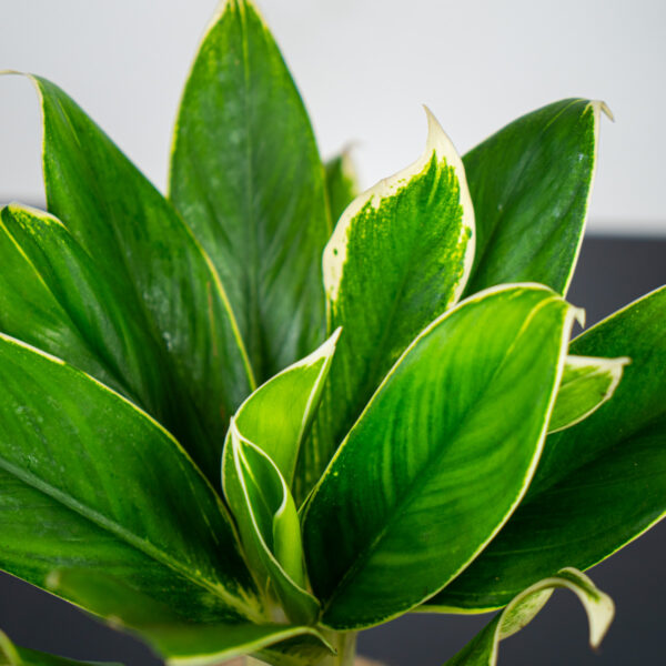 aglaonema-madagascar aglaonema-madagascar