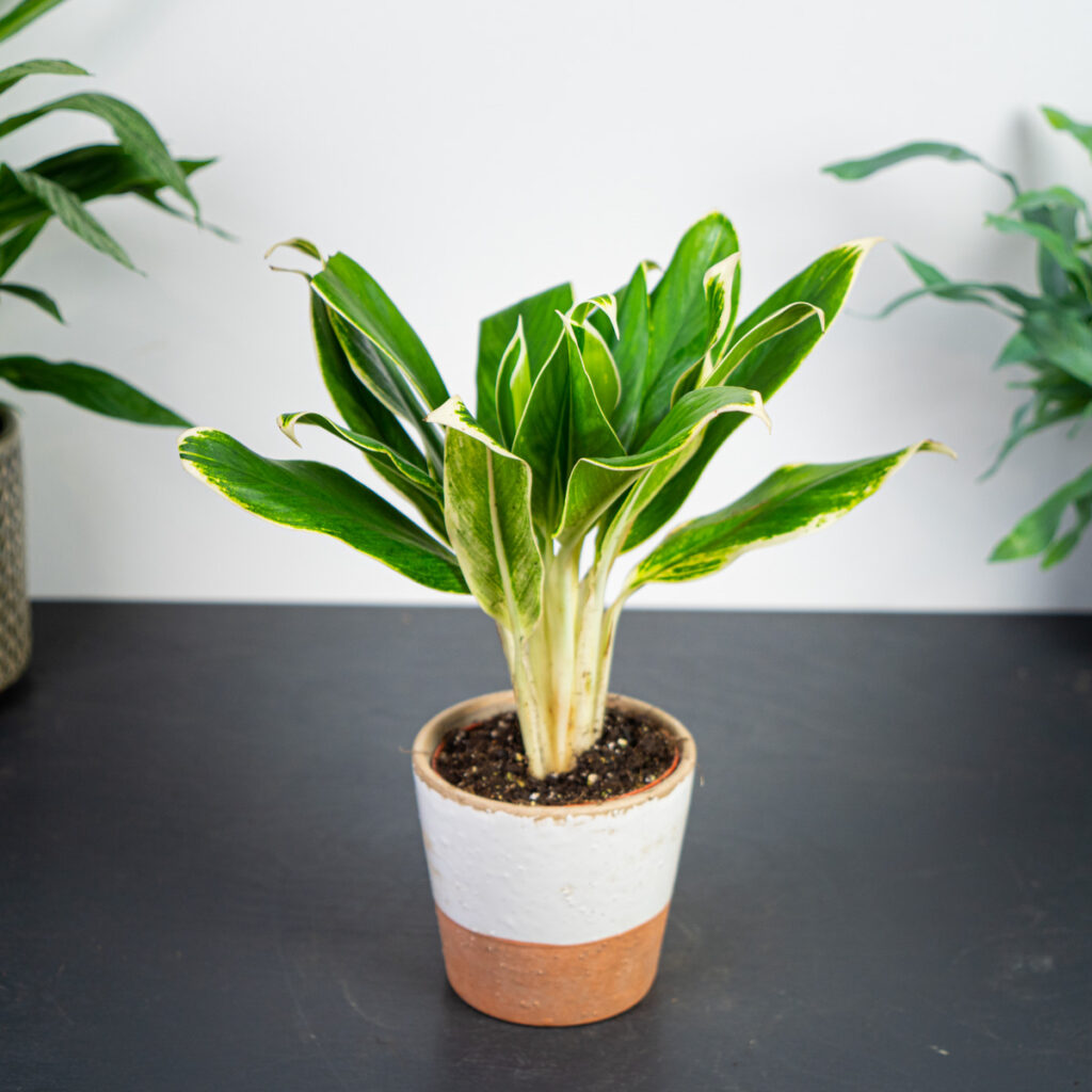 aglaonema-madagascar